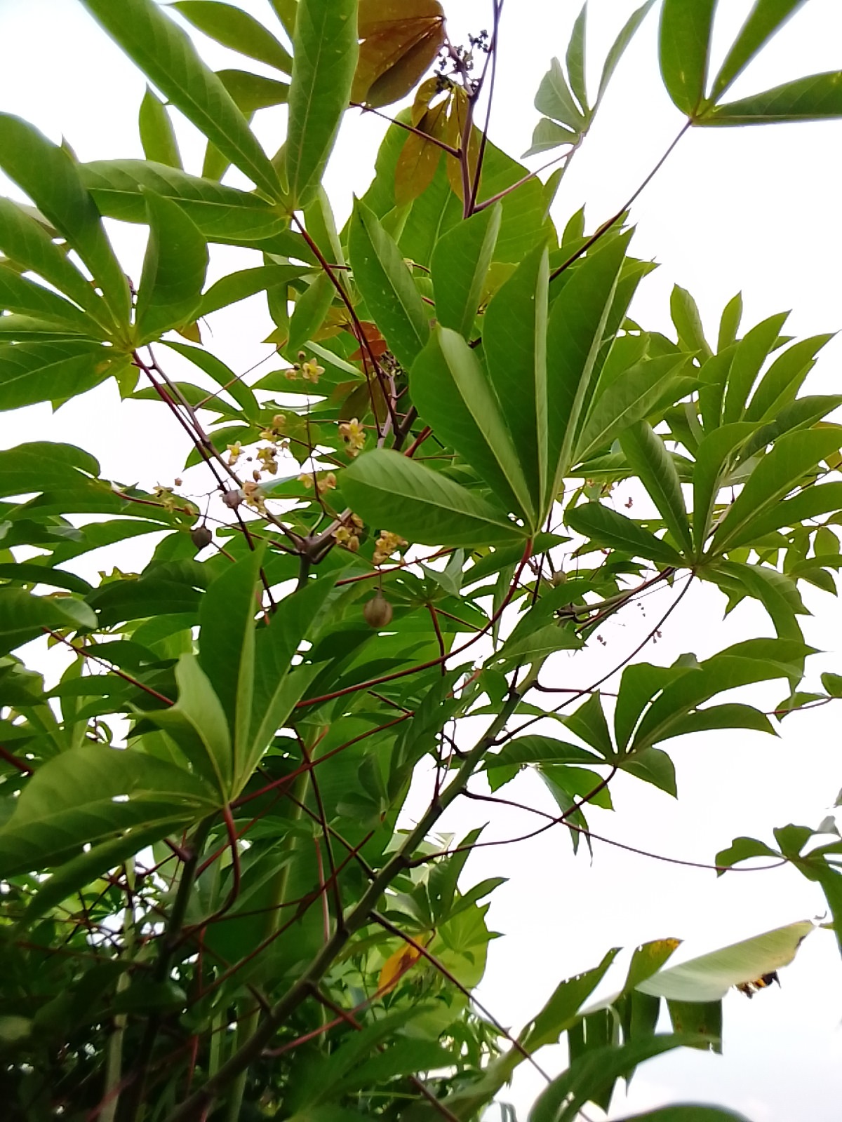Manihot esculenta